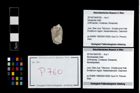 Foto (Objekt + Etikett) von Mundopsidae indet.  (NHMW-GEO-2014-0194-0760)